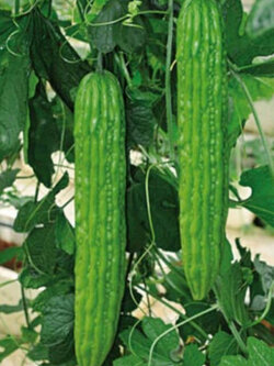 มะระเขียว (Green Balsam Pear) / 5 เม็ด (China)