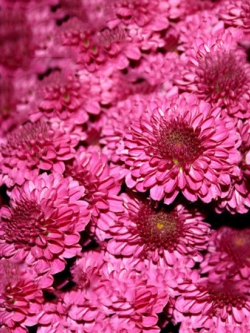 เบญจมาศ คลุมดิน (Ground-cover Chrysanthemum) สีแดงกุหลาบ / 100 เม็ด