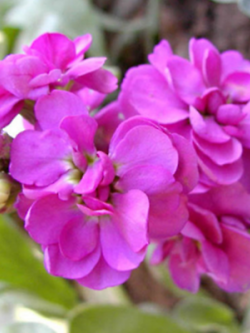 มินิ แอฟริกัน ไวโอเล็ต (Mini African Violet) สีชมพู / 50 เม็ด