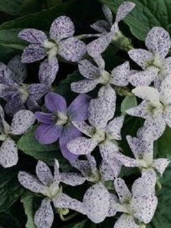ไวโอลากระ (Viola Sororia Freckles) / 10 เม็ด (USA)