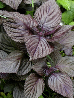 ชิโสะ (Perilla Frutescens / Shiso) แดง / 300 เม็ด (UK)