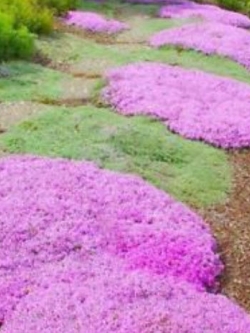 ร็อคคริส (Rock Cress) สีชมพู / 50 เม็ด
