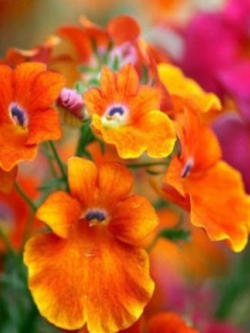 เนมีเซีย คาร์นิวัล (Nemesia Carnival) คละ / 3000 เม็ด (UK)