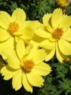 ดาวกระจาย (Cosmos Sulphureus) สีเหลือง / 25 เม็ด (Ukraine)