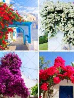 เฟื่องฟ้าเลื้อย (Climbing Bougainvillea) คละสี / 50 เม็ด (นอก)