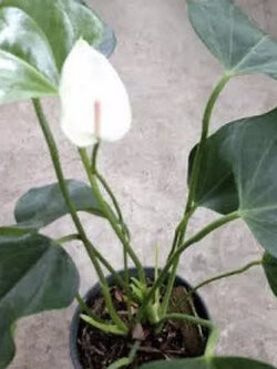 ต้นหน้าวัวแคระ ดอกสีขาว สูง 20-30 ซ.ม. / ต้น