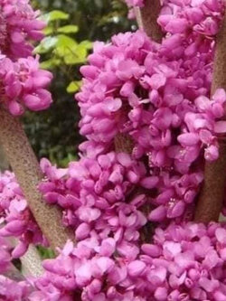 ต้นเรดบัด (Chinese Redbud) อายุต้น 2 ปี+ สูง 70-100 ซ.ม. ต้นไม้นำเข้าจากจีน