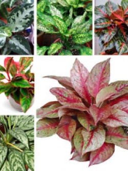 อโกลนีมา (Aglaonema) คละ / 200 เม็ด