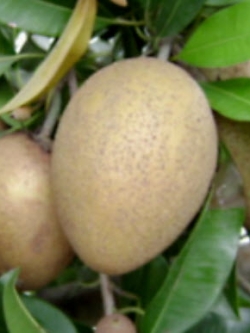 ต้นละมุดยักษ์สาลี่เวียดนาม กระถาง 12 นิ้ว / ต้น