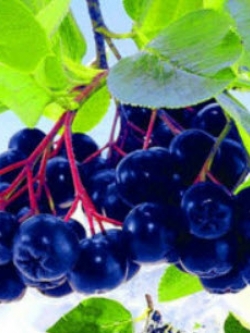 อโรเนีย หรือโช้คเบอรี่ (Aronia Melanocarpa / Chokeberry) / 100 เม็ด (China)