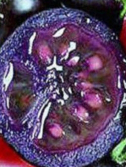 มะเขือเทศเชอรี่ สีม่วง / 20 เม็ด (China)