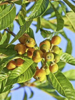 มารูลา (African Marula) หรือต้นช้างเมา / 3 เม็ด (Portugal)