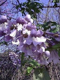 (ขายส่ง) เพาโลเนีย (Paulownia) หรือเจ้าหญิง (Royal Empress) / 2,500 เม็ด (USA)