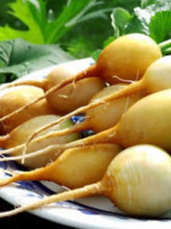 ไชเท้า สลาต้า (Radish Zlata) สีเหลือง / 400 เม็ด (UK)