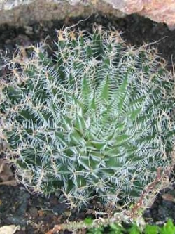 ฮาโวเทีย Haworthia arachnoidea / 100 เม็ด