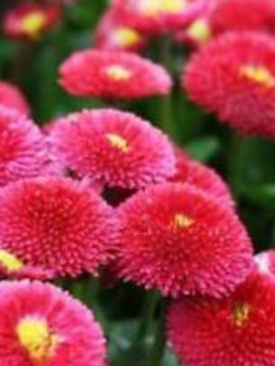 เดซี่ (Daisy) สีแดง / ซอง 50 เม็ด (A118)