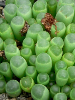 ป็อกกี้ หรือ เฟเนสตราเรีย (Fenestraria Aurantica) / 10 เม็ด (UK)