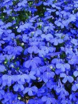 ดอกผีเสื้อ สีฟ้า-น้ำเงิน (Butterfly Flower) / 50 เม็ด