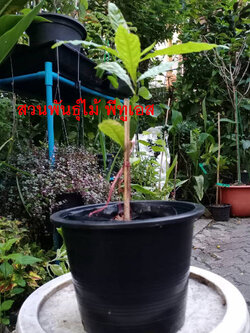 ต้นน้ำตาพระศิวะ หรือรุทรักษะ กระถาง 6 นิ้ว สูง 20-30 ซ.ม.