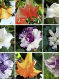 ลำโพง (Brugmansia) คละสี / 50 เม็ด (China)