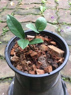 ต้นกวักมรกต กระถาง 6 นิ้ว สไตล์มินิมอล