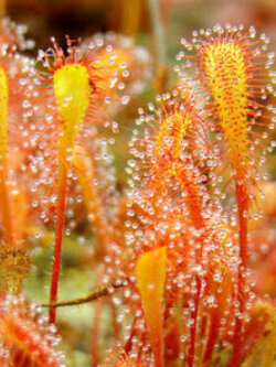 หยาดน้ำค้างอัฟริกัน (Drosera Nidiformis) / 5 เม็ด (Spain)