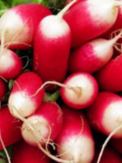 หัวไชเท้าแดง French Breakfast / 1,000 เม็ด (UK)