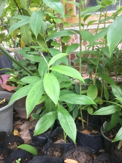 ต้นเอื้องหมายนา (Malay ginger) ดอกขาว สูง 40-50 ซ.ม. / ต้น