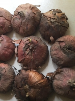 หัวแกลดิโอลัส (Gladiolus Corm) คละสี ขนาดเล็ก / ชุด 5 หัว