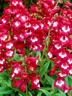 เพนสตีมอน เซนเซชั่น (Penstemon Sensation) คละ / 1,200 เม็ด (UK)*