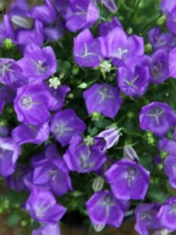 ดอกระฆัง หรือแคมพานูล่า (Campanula) คละ / 50 เม็ด (นอก)