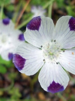 เนโมฟีลา - ไฟฟ์สป็อท (Nemophila - Fivespots) / 100 เม็ด (UK)