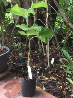 ต้นหม่อน (Mulberry) ขาวเกาหลี สูง 40-60 ซ.ม. / ต้น