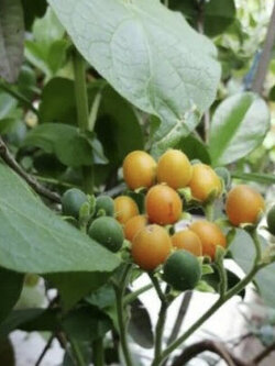 ทามาริลโลแคระ (Dwarf Tamarillo / Solanum abutiloides) / 10 เม็ด (Hungary)