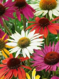 เอ็กไคนาเซีย (Echinacea) คละสี / 100 เม็ด