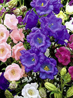 ดอกระฆัง (Canterbury Bells - Cup and sauce) คละ / 2,000 เม็ด (UK)