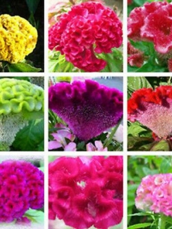 หงอนไก่ (Cockscomb) ดอกใหญ่ คละ / 100 เม็ด (China)