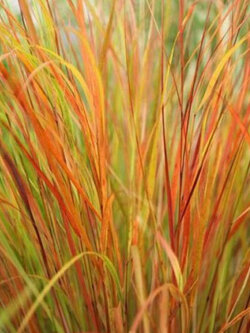 หญ้าหางไก่ฟ้า (Pheasant's tail grass) / 10 เม็ด (Spain)