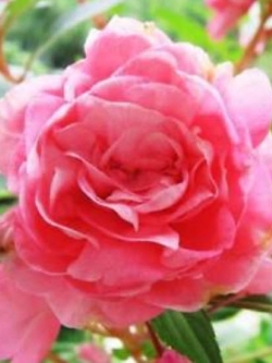 เทียนซ้อน (Garden Balsam) สีชมพู / ซอง 20 เม็ด (A006)