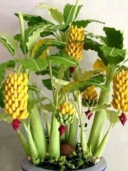 กล้วยบอนไซ (Dwarf Banana Tree) / 50 เม็ด (China)