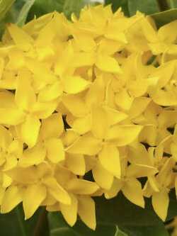 ต้นเข็มเหลืองราชพฤกษ์ กระถาง 8 นิ้ว สูง 30-50 ซ.ม.