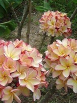 ต้นลีลาวดีพวงหยก กระถาง สูง 80-100 ซ.ม. / ต้น