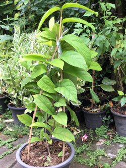 ต้นพวงประดิษฐ์ หรือเครือออน กระถาง 10 นิ้ว สูง 50-70 ซ.ม.