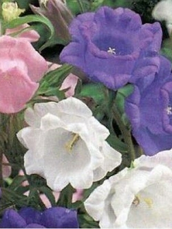 ดอกระฆัง หรือแคมพานูล่า (Campanula) คละสี / 100 เม็ด (USA)