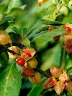 โสมอินเดีย (Indian Ginseng / Ashwagandha) / 50 เม็ด (France)*