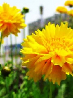 ดอกไม้ไหว (Coreopsis) ดอกซ้อน / ซอง 30 เม็ด (A046)