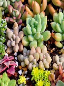 พืชอวบน้ำ (Succulents) คละ / 100 เม็ด