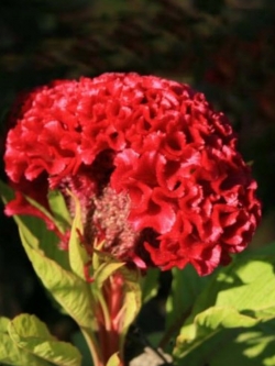 หงอนไก่ (Cockscomb) แดง / ซอง 40 เม็ด (A256)