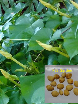 ดอกชมจันทร์ ดอกพระจันทร์ 15 เม็ด