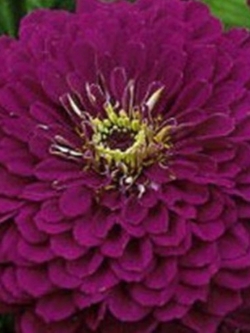 บานชื่นซ้อน (Zinnia Purpurnaya) สีม่วง / 50 เม็ด (Ukraine)